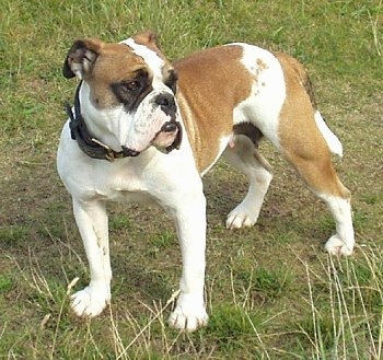 The front right side of a red and white with black Victorian Bulldog that is standing across a grass surface and it is looking to the right. The dog has a wide chest with its front legs set far apart, black lips and a black nose. Its small rose ears are pinned back and it has a long tail that is hanging down low.